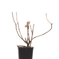 Jostabeere Jomini� (Confi�Beere)