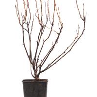Schwarze Johannisbeere Cassissima� 'Little Black Giant'�
