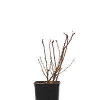 Stachelbeere Crispa� Greenling�