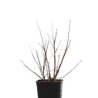 Stachelbeere Captivator (dornenlos)