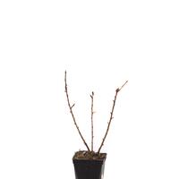 Stachelbeere Easycrisp� Mr. Green� (fast) dornenlos