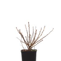 Stachelbeere Crispa� Nibbling�