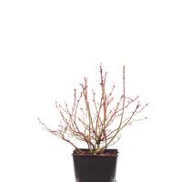 Heidelbeere 'Flamingo'�
