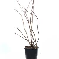 Gartenholunder Howunder� 'Nova'
