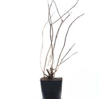 Gartenholunder Howunder� 'York'