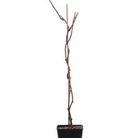 Kiwi 'Kivite'�