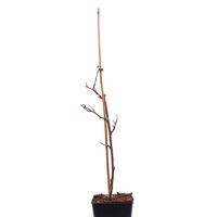 Kiwi Minkigold�
