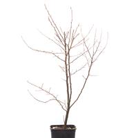 Pointilla� Fortunella�