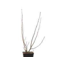 Aronia 'Hugin'