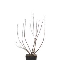 Schwarze Apfelbeere 'Rubina'