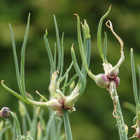 Plantes d'oignon, poireaux (Allium)