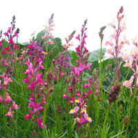 Fleurs annuelles de bordure de hauteur moyenne et haute, et fleurs coup�es
