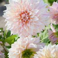 Dahlias cr�me