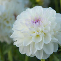 Dahlias d�coratifs