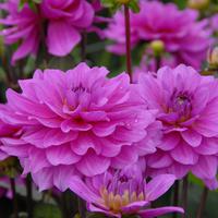 Dahlia Karma