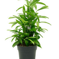 Dracaena