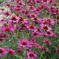 Echinacea - �chinac�e