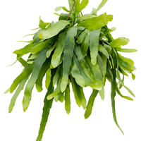 Epiphyllum
