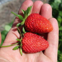 Fraisiers Frutium� (non remontants)