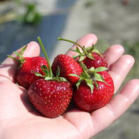 Lubera Cr�ations : Fraises
