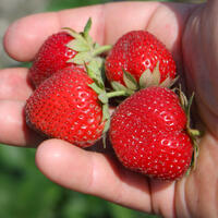 PRIX MINI Petits fruits