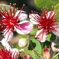 Feijoas