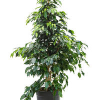 Figuier pleureur (F. benjamina)