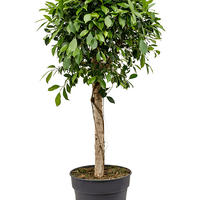 Figue chinoise (F. microcarpa)