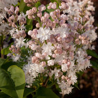 Lilas (Syringa)