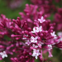Lilas rares