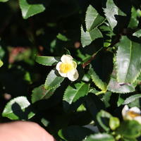 V�ritable th� Fresh-T� 'Bloomtea'�