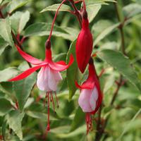Fuchsias rustiques