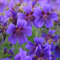 G�ranium vivace magnificum
