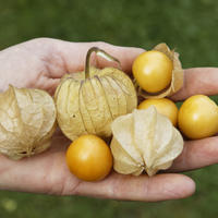 Graines de physalis