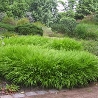 Hakonechloa - Herbe du Japon