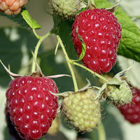 Les framboises les plus savoureuses