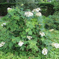 Hydrangea � feuilles de ch�ne
