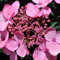 Hortensias de montagne