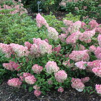 Hortensia panicul�