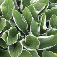 Hosta