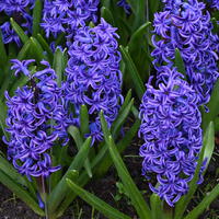 Jacinthe 'Blue Jacket'