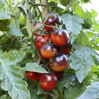 Tomate noire