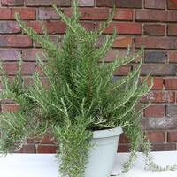 Rosmarin, Rosmarinus officinalis 'Prostratus', Strauch in 6L