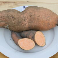 Patate douce Thanksgiver�