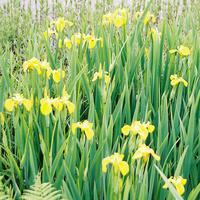 Iris