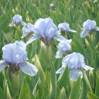 Iris barbus nains