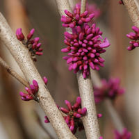 Arbres de Jud�e