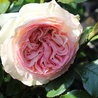 Rosiers Meilland