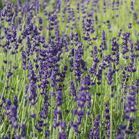 Lavande 'Hidcote Blue'