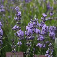 Lavande 'Munstead'
